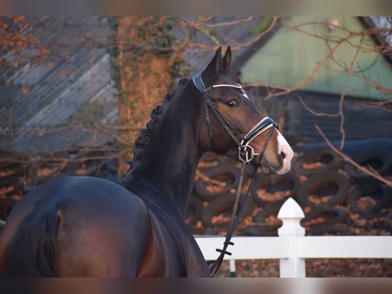 Oldenburg Mare 5 years 16 hh Bay-Dark in Dätgen