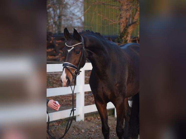 Oldenburg Mare 5 years 16 hh Bay-Dark in Dätgen