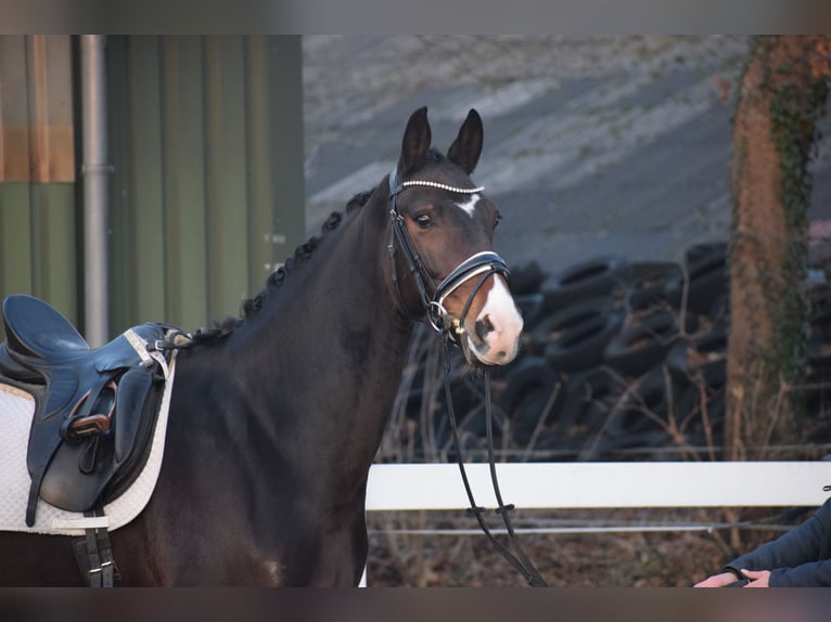 Oldenburg Mare 5 years 16 hh Bay-Dark in Dätgen
