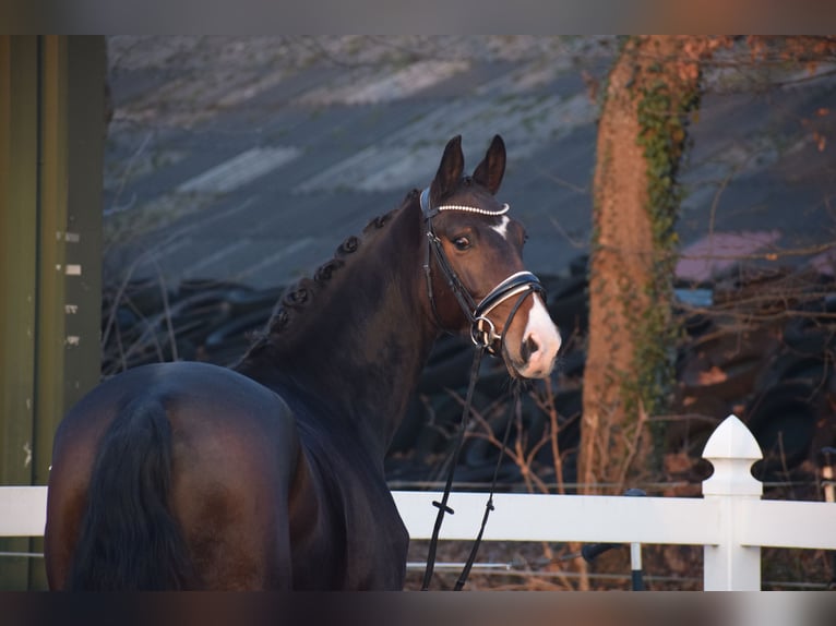 Oldenburg Mare 5 years 16 hh Bay-Dark in Dätgen