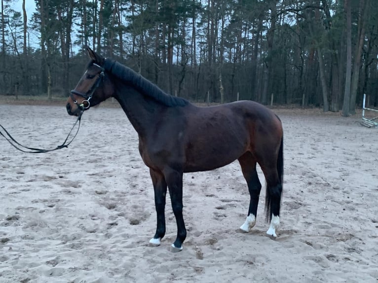 Oldenburg Mare 5 years 16 hh Bay-Dark in Schwartow