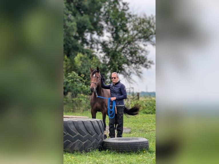 Oldenburg Mare 5 years 16 hh Bay-Dark in Schwartow