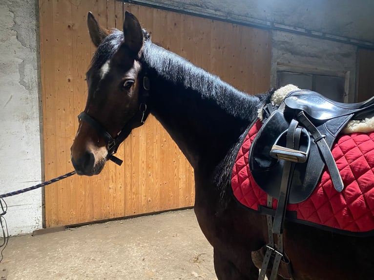 Oldenburg Mare 5 years 16 hh Bay-Dark in Schwartow