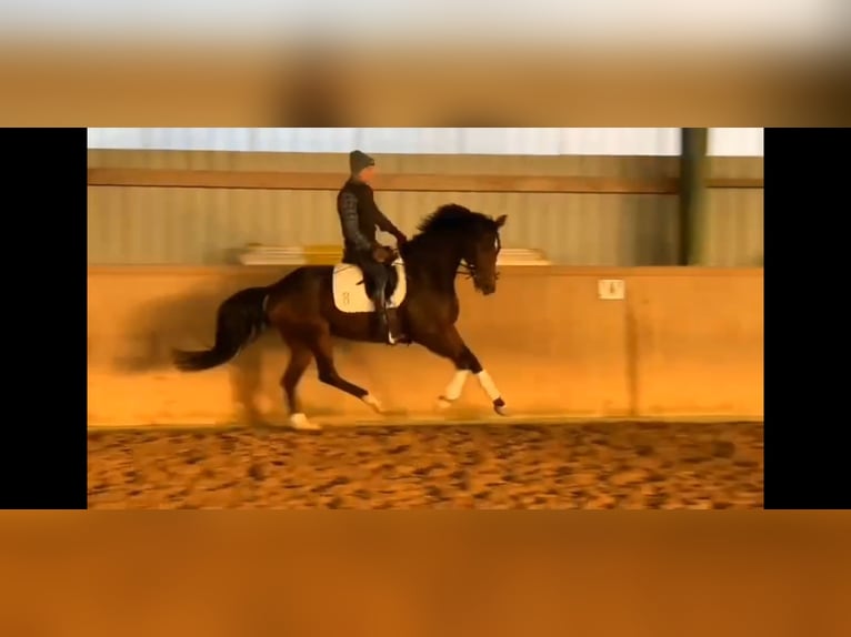 Oldenburg Mare 5 years 16 hh Bay-Dark in Schwartow