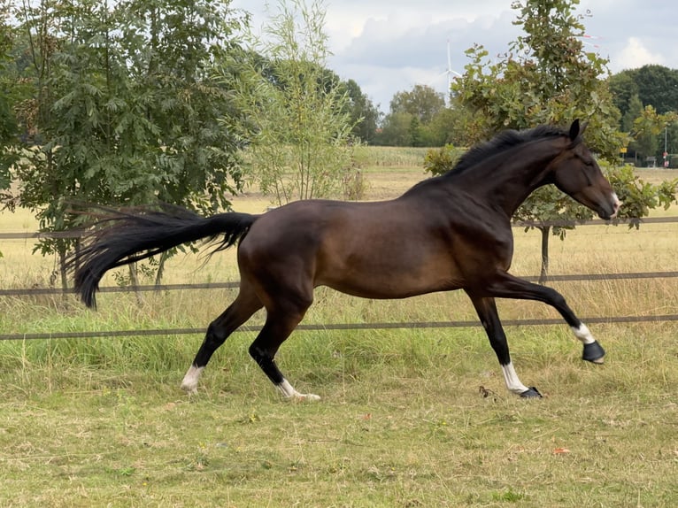 Oldenburg Mare 5 years 16 hh Bay-Dark in Uetze
