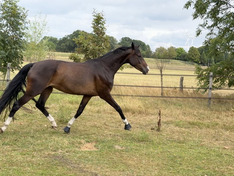 Oldenburg Mare 5 years 16 hh Bay-Dark in Uetze