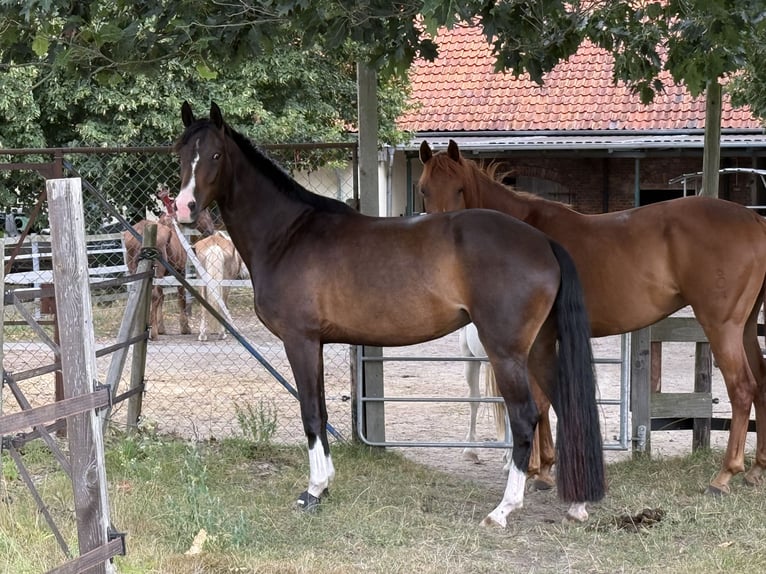 Oldenburg Mare 5 years 16 hh Bay-Dark in Uetze