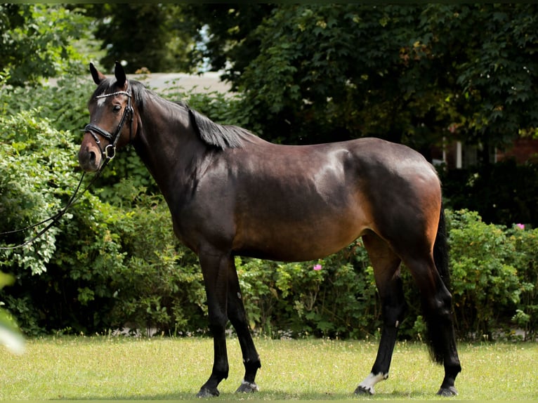 Oldenburg Mare 5 years 16 hh Bay-Dark in Großbeeren