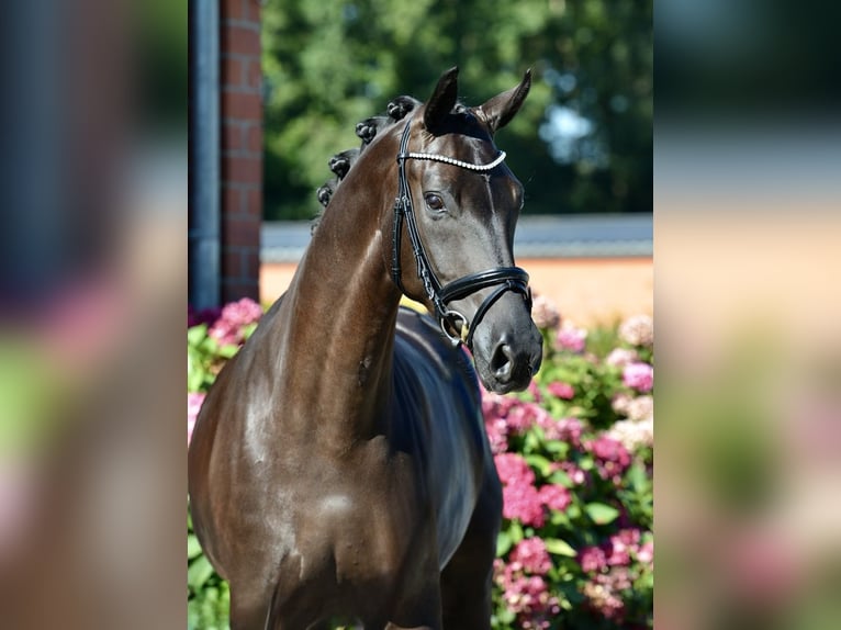 Oldenburg Mare 5 years 16 hh Black in Visbek