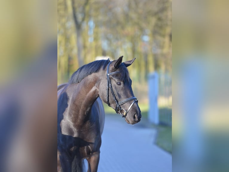 Oldenburg Mare 5 years 16 hh Black in Visbek