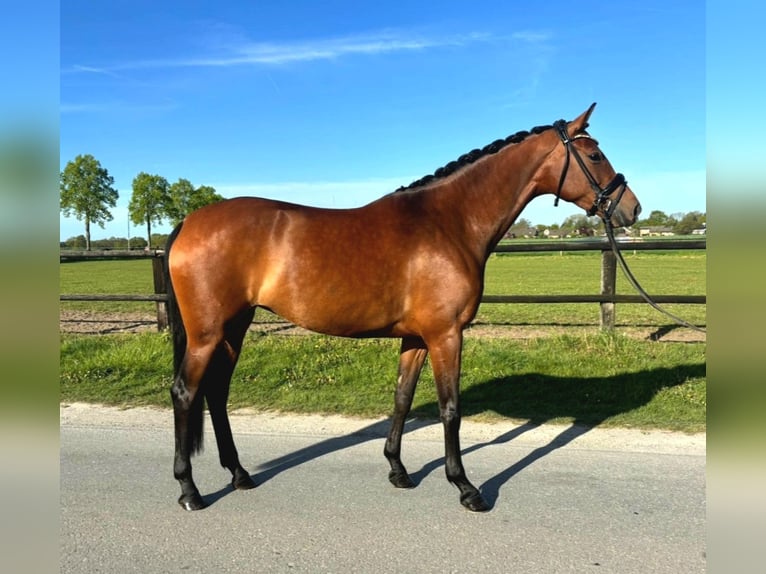 Oldenburg Mare 5 years 16 hh Brown in Telgte