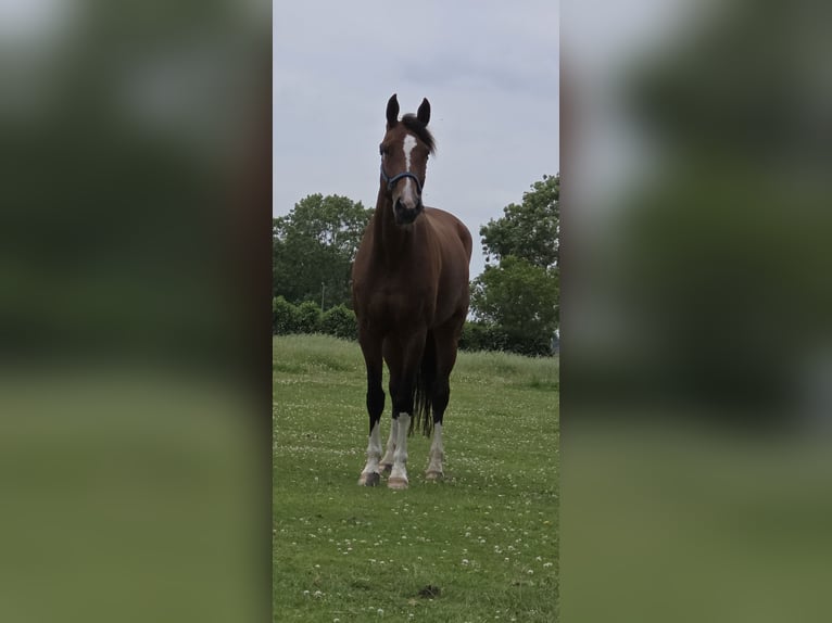 Oldenburg Mare 5 years 16 hh Brown in Berumbur