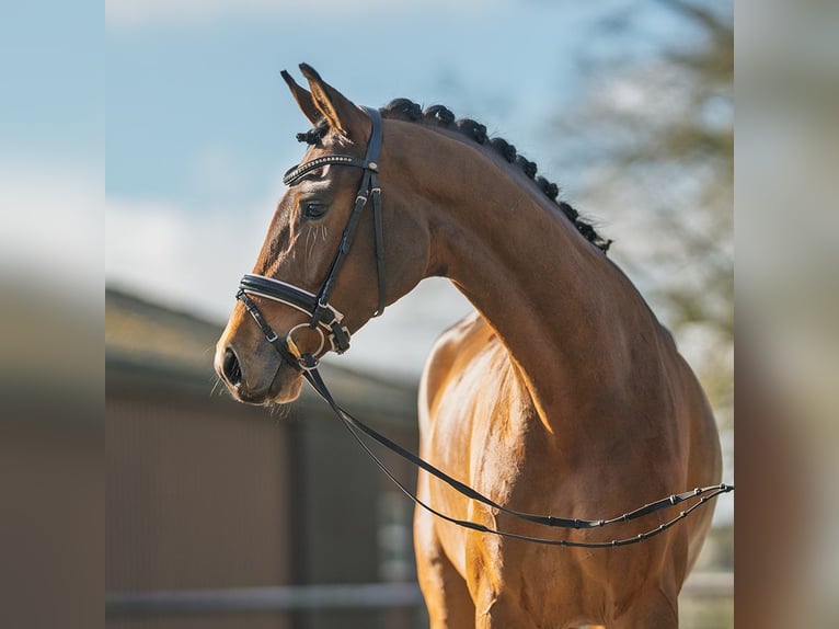 Oldenburg Mare 5 years 16 hh Brown in Münster-Handorf