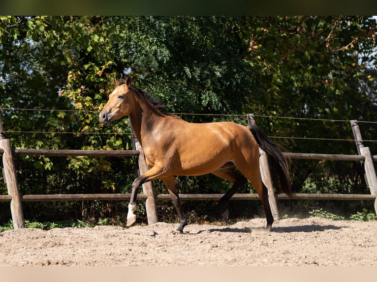 Oldenburg Mare 5 years 16 hh Buckskin in Ulicotenulicoten
