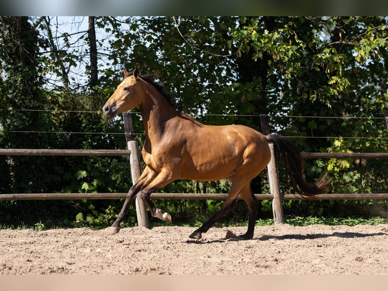 Oldenburg Mare 5 years 16 hh Buckskin in Ulicotenulicoten
