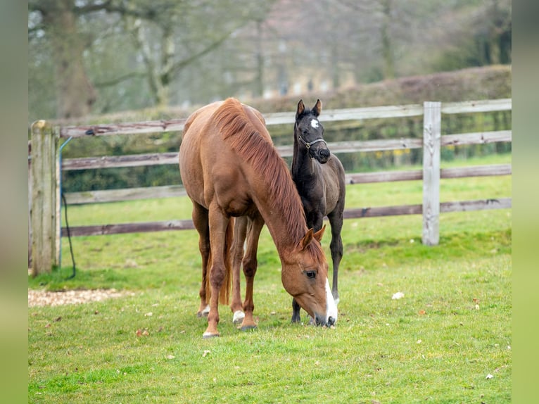 Oldenburg Mare 5 years 16 hh Chestnut in yorkshire