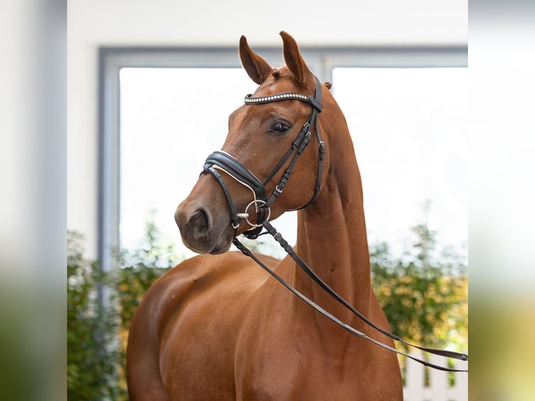 Oldenburg Mare 5 years 16 hh Chestnut in Verden