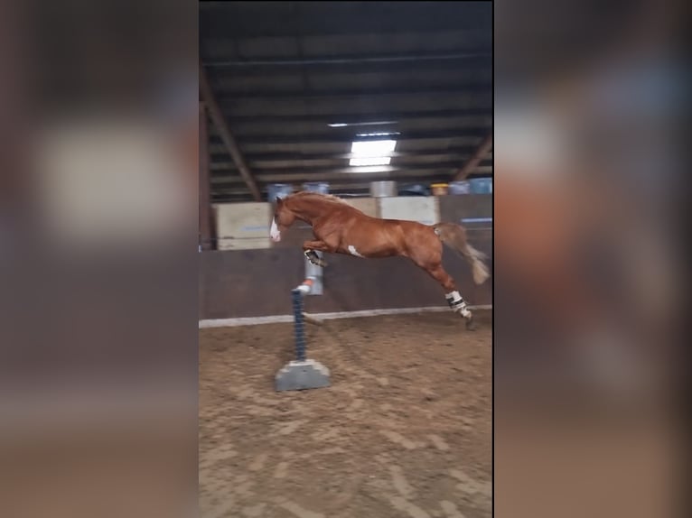 Oldenburg Mare 5 years 16 hh Chestnut in Jever