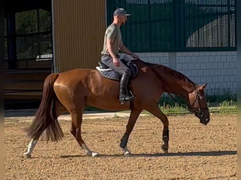 Oldenburg Mare 5 years 16 hh Chestnut-Red in Michaelisbruch