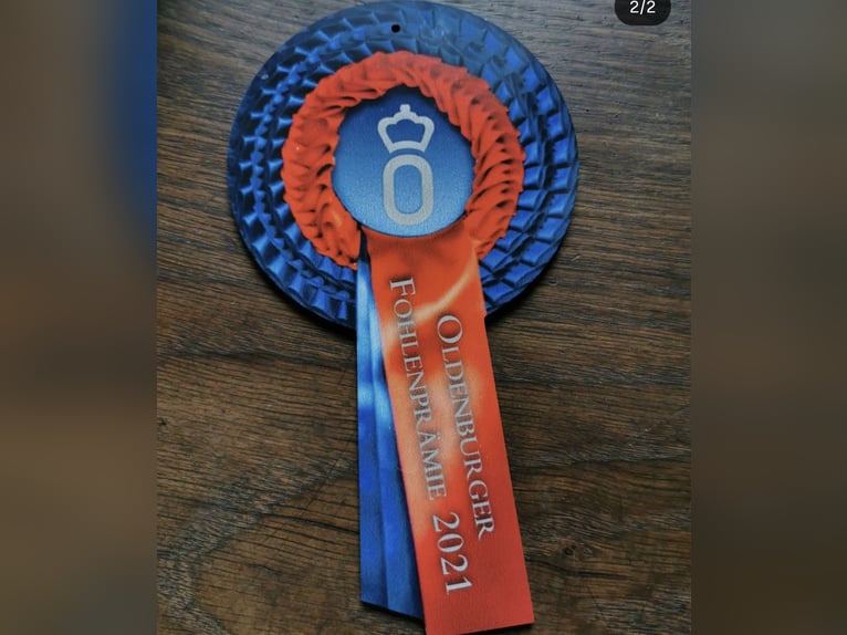 Oldenburg Mare 5 years 16 hh Chestnut-Red in Straelen