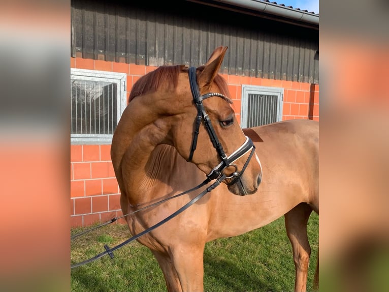 Oldenburg Mare 5 years 16 hh Chestnut-Red in Hepstedt