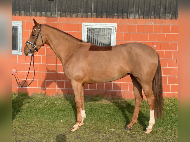 Oldenburg Mare 5 years 16 hh Chestnut-Red in Hepstedt