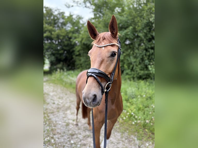 Oldenburg Mare 5 years 16 hh Chestnut-Red in Pliening