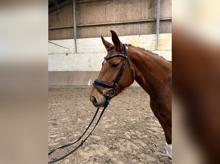 Oldenburg Mare 5 years 16 hh Chestnut-Red in Rodeberg