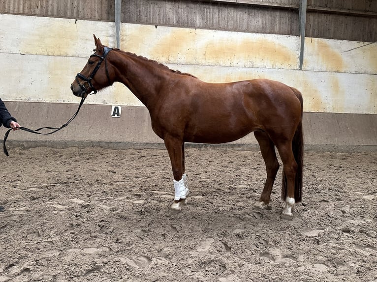 Oldenburg Mare 5 years 16 hh Chestnut-Red in Rodeberg
