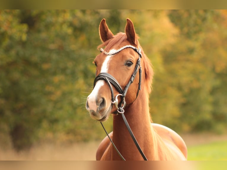 Oldenburg Mare 5 years 16 hh Chestnut-Red in Valluhn