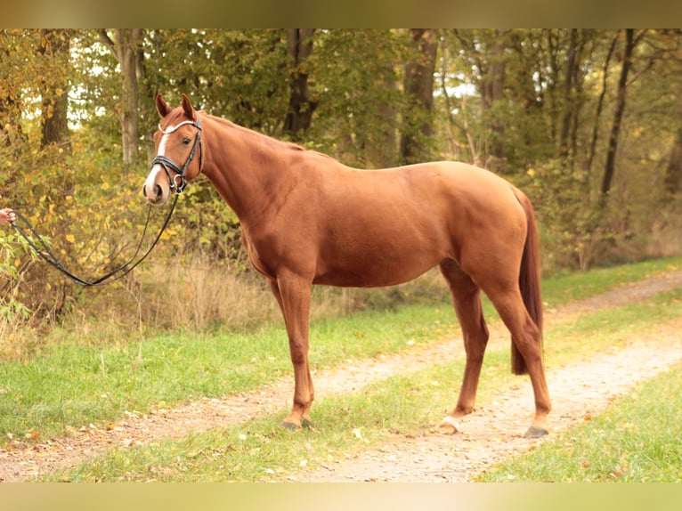 Oldenburg Mare 5 years 16 hh Chestnut-Red in Valluhn