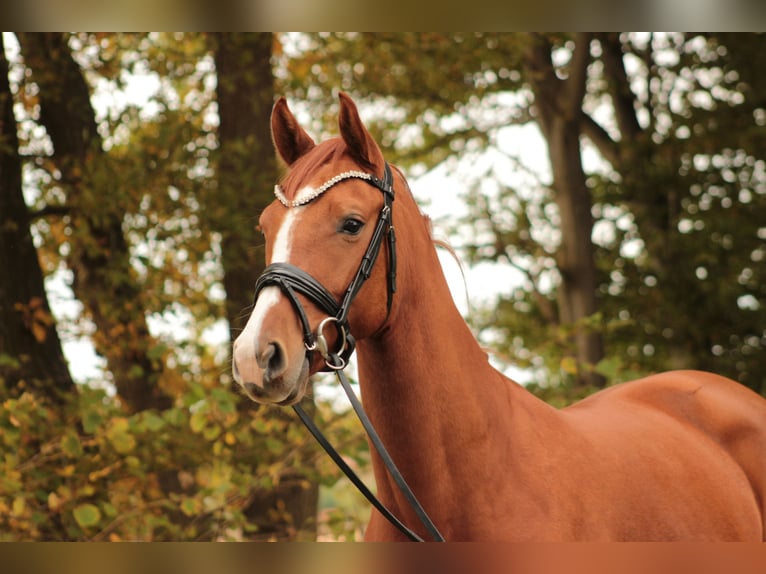 Oldenburg Mare 5 years 16 hh Chestnut-Red in Valluhn