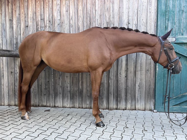 Oldenburg Mare 5 years 16 hh Chestnut-Red in Wenzenbach