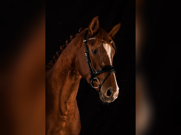 Oldenburg Mare 5 years 16 hh Chestnut-Red in Weyarn