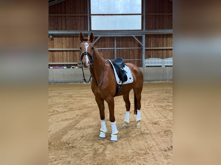 Oldenburg Mare 5 years 16 hh Chestnut-Red in Weyarn