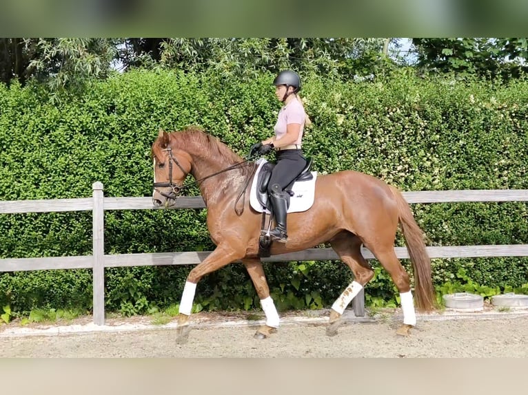 Oldenburg Mare 5 years 16 hh Chestnut-Red in Zaffelare
