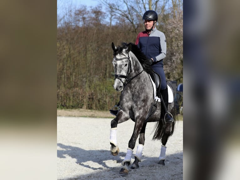 Oldenburg Mare 5 years 16 hh Gray-Dapple in Pulheim