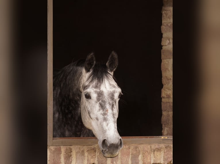 Oldenburg Mare 5 years 16 hh Gray-Dapple in Pulheim