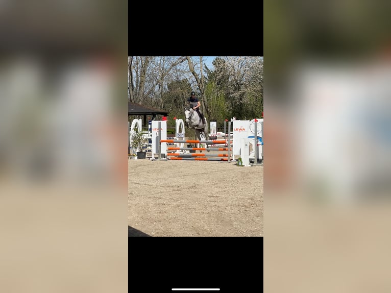 Oldenburg Mare 5 years 16 hh Gray in Weil der Stadt