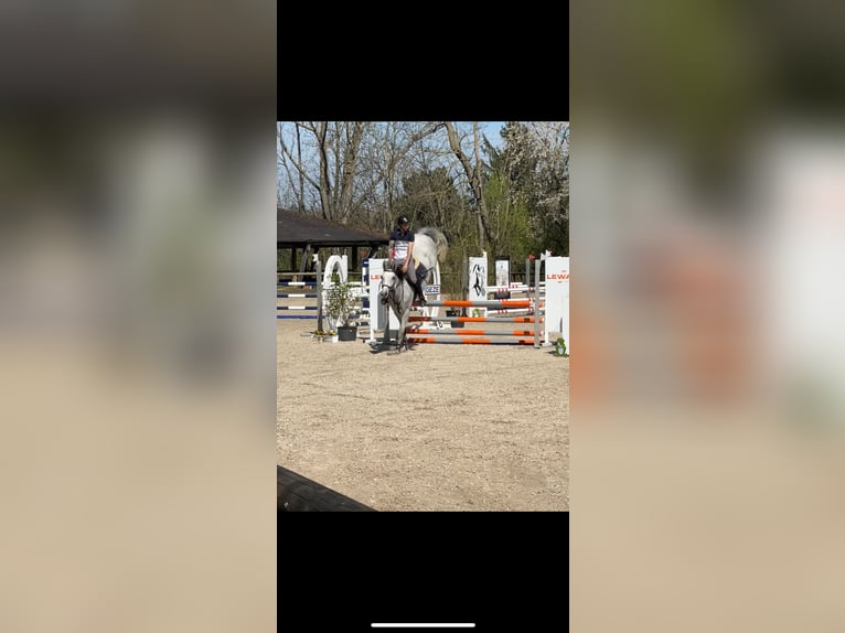 Oldenburg Mare 5 years 16 hh Gray in Weil der Stadt