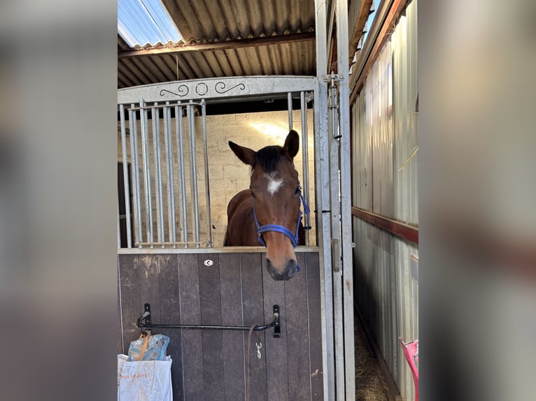 Oldenburg Mare 5 years 16,1 hh Bay-Dark in Berlin