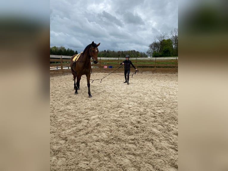 Oldenburg Mare 5 years 16,1 hh Bay-Dark in Berlin