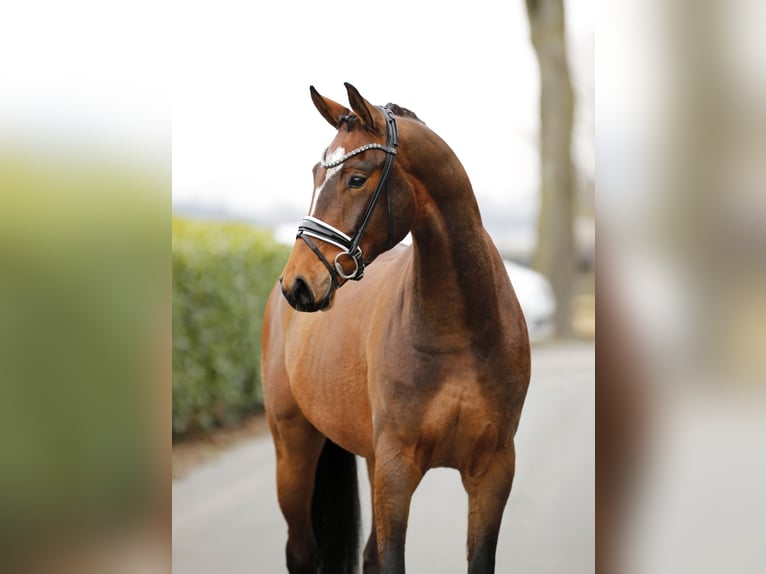 Oldenburg Mare 5 years 16,1 hh Bay-Dark in Vechta