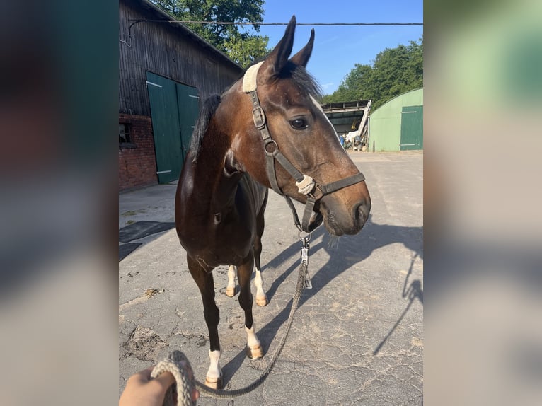 Oldenburg Mare 5 years 16,1 hh Bay-Dark in Lasbek