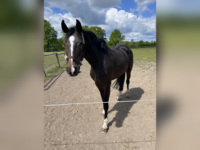 Oldenburg Mare 5 years 16,1 hh Bay-Dark in Lasbek