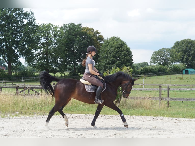 Oldenburg Mare 5 years 16,1 hh Bay-Dark in Lasbek