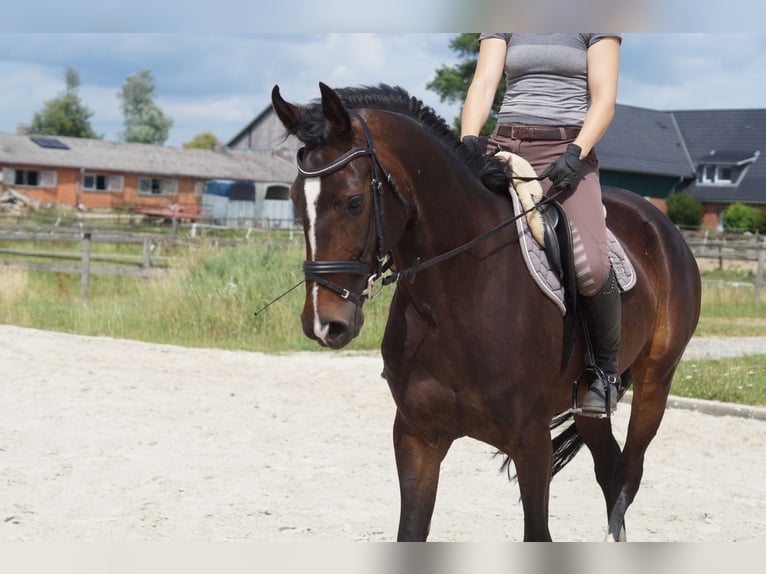 Oldenburg Mare 5 years 16,1 hh Bay-Dark in Lasbek