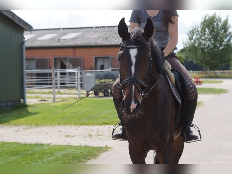 Oldenburg Mare 5 years 16,1 hh Bay-Dark in Lasbek