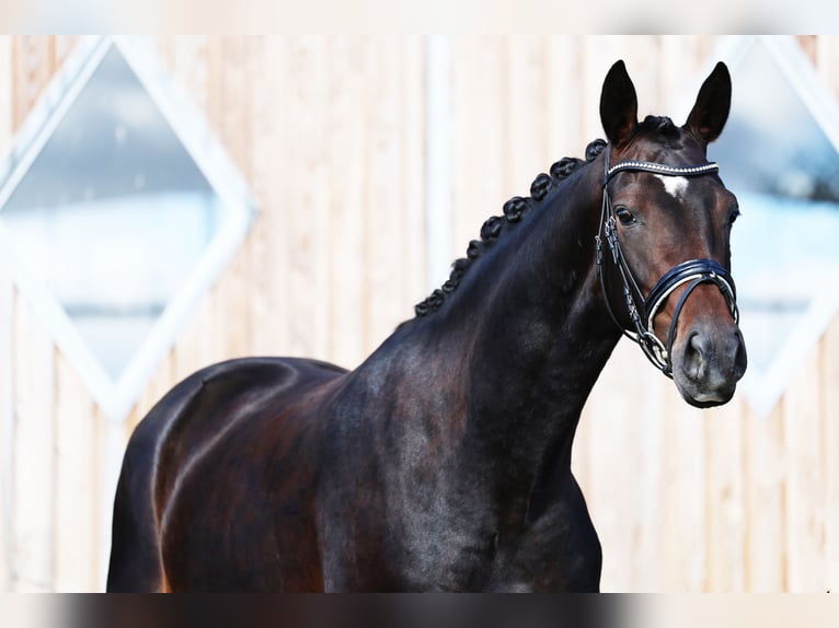 Oldenburg Mare 5 years 16,1 hh Bay-Dark in Oranienburg
