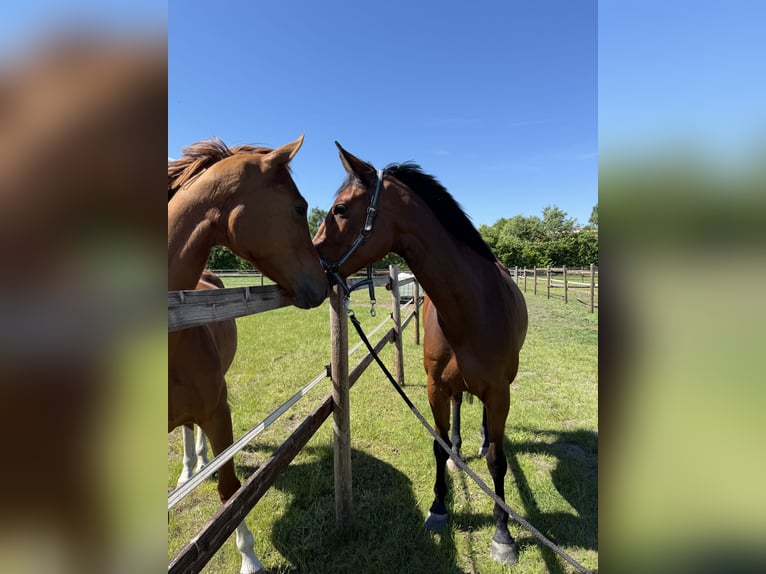 Oldenburg Mare 5 years 16,1 hh Bay-Dark in Elmlohe